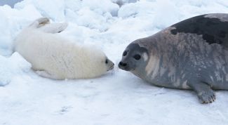 Картинка по теме - как нарисовать тюленя