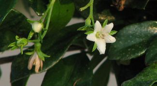 Картинка по теме - как применять масло чайного дерева