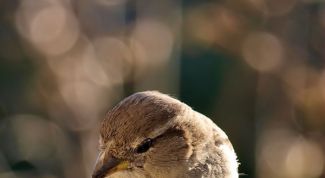 Картинка по теме - как поймать воробья