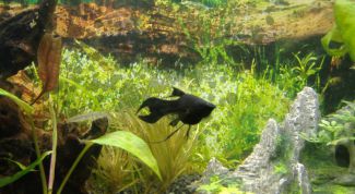 Картинка по теме - как отличить самца моллинезии