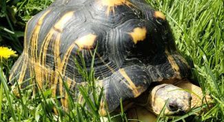 Картинка по теме - как вывести черепаху из спячки