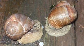 Картинка по теме - как разводить улиток