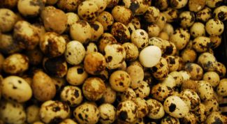 Картинка по теме - как давать перепелиные яйца детям