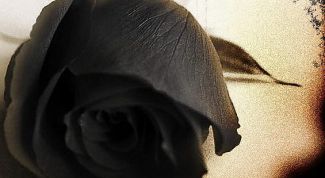 Картинка по теме - как сделать чёрную розу