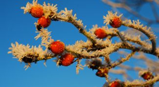 Картинка по теме - как варить компот из шиповника