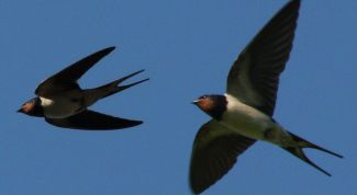 Картинка по теме - как сделать ласточку