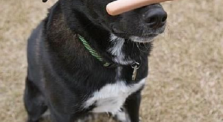 Картинка по теме - как лечить бешенство