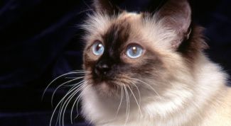 Картинка по теме - как посчитать возраст кошки