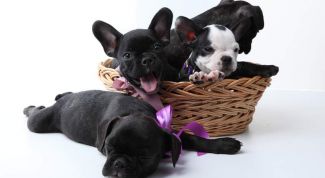 Картинка по теме - как прививать собак