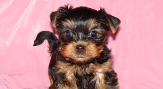 Картинка по теме - как отучить щенка гадить в квартире