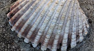 Картинка по теме - как нарисовать ракушку