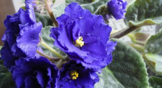 Картинка по теме - как укоренить фиалку