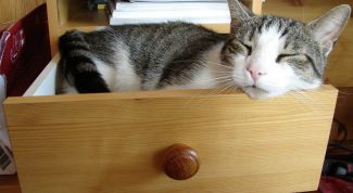 Картинка по теме - как построить кошке домик