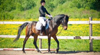 Картинка по теме - как научиться ездить на лошади