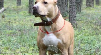 Картинка по теме - как научить собаку искать