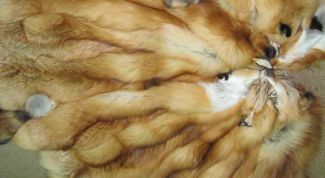 Картинка по теме - как узнать мех