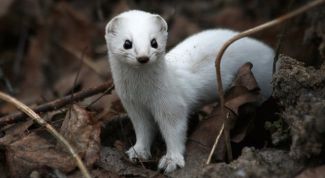 Картинка по теме - как поймать ласку