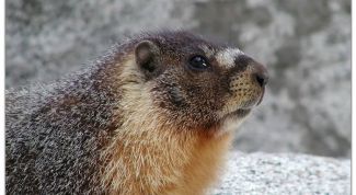 Картинка по теме - как отличить мех сурка