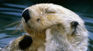 Картинка по теме - как понимать характер взаимоотношений животных с окружающей средой