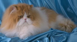 Картинка по теме - как подготовить кошку к выставке