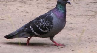 Картинка по теме - как отпугнуть голубей