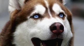 Картинка по теме - как хоронить собаку