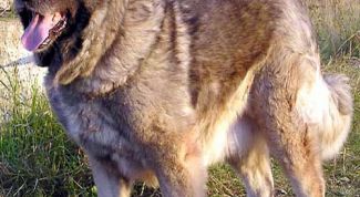 Картинка по теме - как содержать овчарку