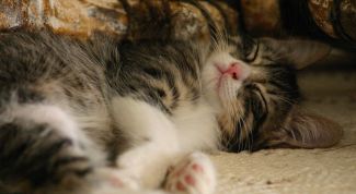 Картинка по теме - как подстричь когти коту