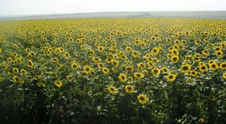 Картинка по теме - как выращивать подсолнечник