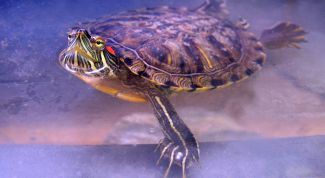 Картинка по теме - как ухаживать и как кормить черепаху