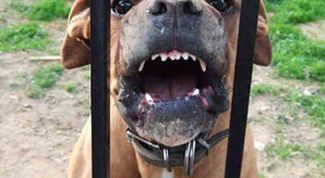 Картинка по теме - как уйти от собак