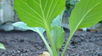 Картинка по теме - как вырастить раннюю капусту