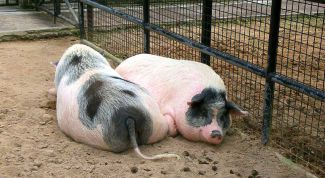 Картинка по теме - как содержать свиней