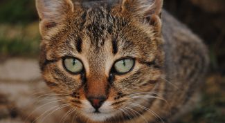 Картинка по теме - как отучить кошку метить