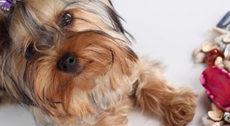 Картинка по теме - как кормить щенка йорка