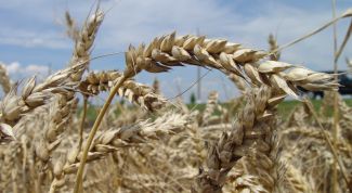 Картинка по теме - как получить кредит на хозяйство