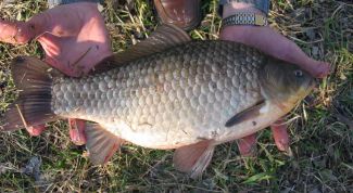 Картинка по теме - как ловить рыбу осенью