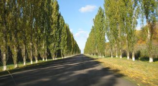 Картинка по теме - как сажать пирамидальный тополь