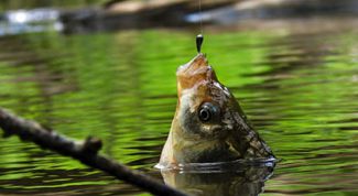 Картинка по теме - как приготовить тесто для рыбалки