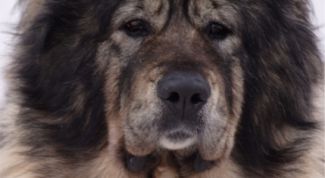 Картинка по теме - как дрессировать кавказскую овчарку