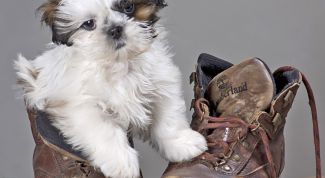 Картинка по теме - как выходить щенка