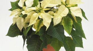 Картинка по теме - как избавиться от мошек в комнатных растениях