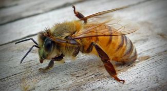 Картинка по теме - как рисовать пчелу