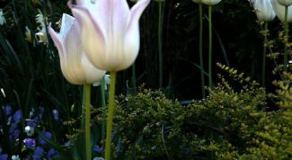 Картинка по теме - как пересадить тюльпаны