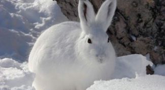 Картинка по теме - как ставить капкан на зайца