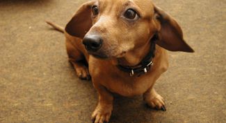 Картинка по теме - как выбрать таксу