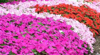 Картинка по теме - как оформить клумбу для цветов