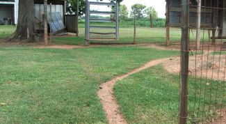 Картинка по теме - как построить сарай для кур