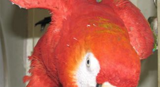 Картинка по теме - как подстричь клюв попугаю