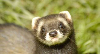 Картинка по теме - как выбрать хорька